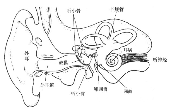 听力筛查仪解析听觉传出系统的组成都有哪些?