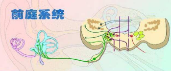 听力筛查仪解析什么是前庭生理?它的重要性是什么?