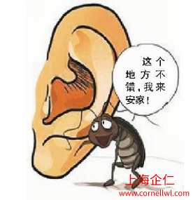 飞虫如何怎么办