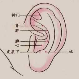 日常疲劳,找耳朵来帮忙啊!